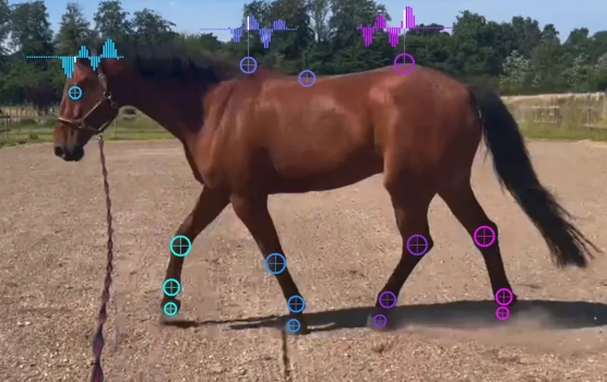 Detected key-points tracking a horse's limbs and body during a trot